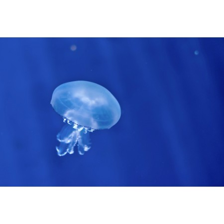 White Jellyfish Underwater 24"x16" Photographic Print Poster