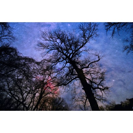 Silhouette Of Bare Trees Under Blue Sky 24"x16" Photographic Print Poster