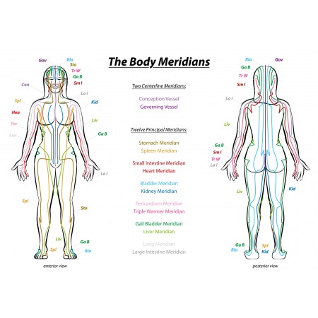 Anatomy of Human Body Photographic Print Poster Meridians body qi chinese medicine TCM acupuncture flow