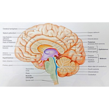 Anatomy of Human Body 24"x40" Poster Midsagittal Section Of The Human Brain