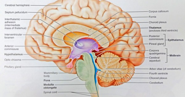 Anatomy of Human Body Midsagittal Section Of The Human Brain