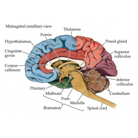 Human Body Parts Photographic Print Poster Anatomy brain