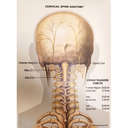 Servical Spine Photographic Print Poster Anatomy of Human Body Anatomy Chart