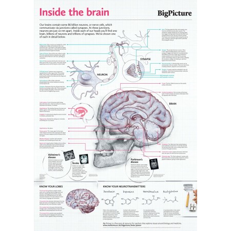 Inside the brain Photographic Print Poster Anatomy of Human Body
