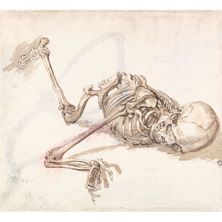 A Human Skeleton 24"x26" Poster Anatomy of Human Body James Ward