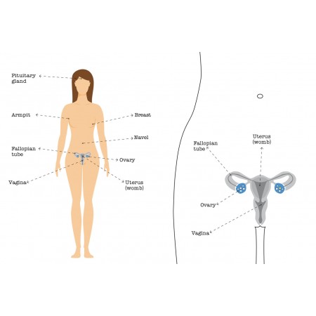 Anatomy of Human Body Photographic Print Poster Uterus womb, Fallopina tube, Ovary, Vagina