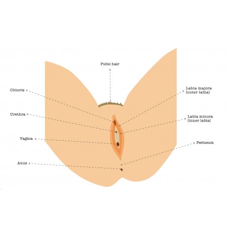 Anatomy of Human Body Photographic Print Poster Vagina, clitoris, Urethra, Anus, labia, pubic