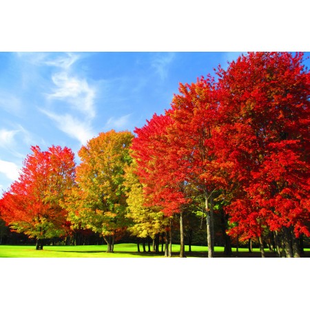 Michigan Michaywe Pines Photographic Print Poster Autumn Scenery Pictures fall color