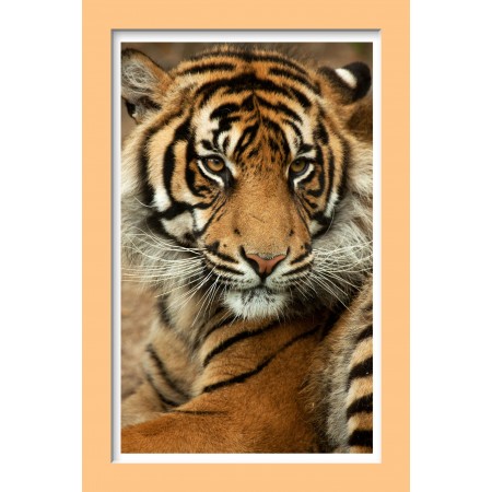 Sumatran Tiger Photographic Print Poster Wildlife Art Print photo with 3D Frame Effect