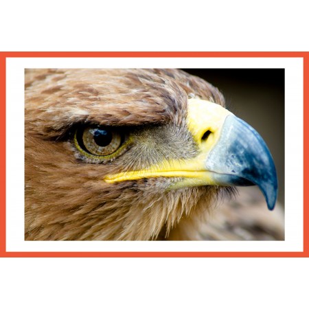 Eagle Closeup Photographic Print Poster Wildlife - Art Print with 3D Frame Effect