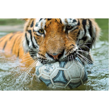 Photographic Print Poster Wildlife - Tiger Playing with the ball. Art Print with 3D Frame Effect