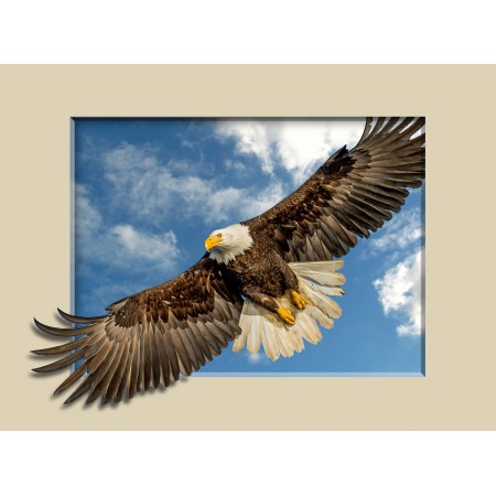 Wildlife - Photographic Print Poster Bald Eagle. Photographic Print Poster Art Print with 3D Frame Effect