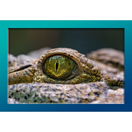 Alligator Eye Photographic Print Poster Wildlife