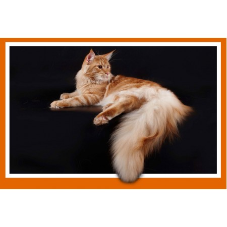 Somali Cat Breed Large Poster Pets Art Print with 3D Frame Effect
