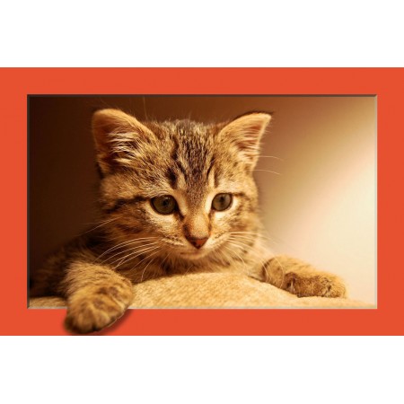 Cute Playful Kitten Staring. Photographic Print Poster Pets - Cat Art Print, with 3D Frame Effect