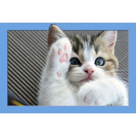 Cute Cat Large Poster Pets baby tabby kitten on its hind legs. Cat Art Print, with 3D Frame Effect