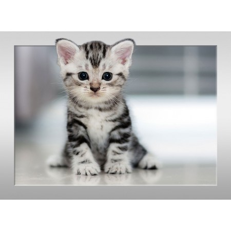 Cute Lovely Grey Kitten. Photographic Print Poster Pets I wish they stayed this little! Cat Art Print, with 3D Frame Effect