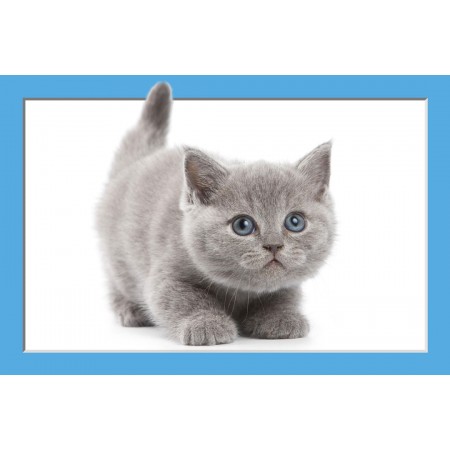 British Shorthair Cat Photographic Print Poster Pets - Breed Kitten Hunting. Cat Art Print, with 3D Frame Effect
