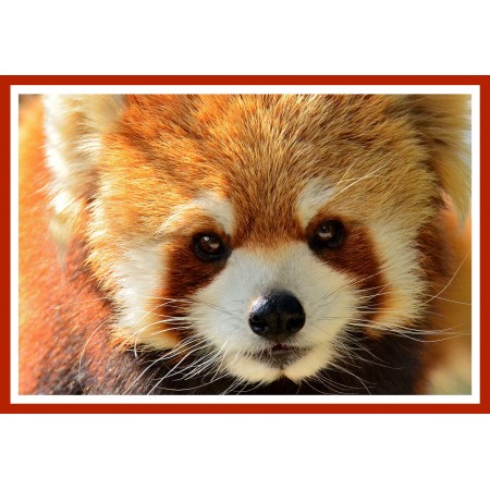 Red Panda Face, Photographic Print Poster Panda close-up Art Print