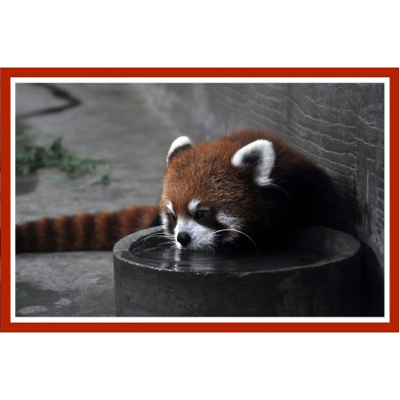 Red Panda Drinking Photographic Print Poster 