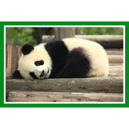Giant Panda Photographic Print Poster Panda Cub falling to sleep