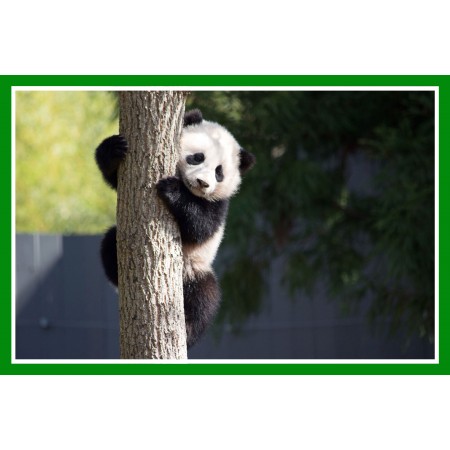 Panda Photographic Print Poster Art Print Cute Giant Panda Cub Climbing up