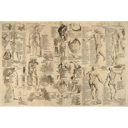 Anatomical chart. Photographic Print Poster Vintage Art Print Cyclopedia 1728
