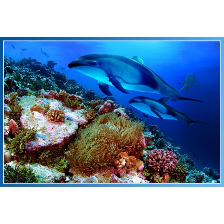 White Dolphins Photographic Print Poster Underwater World, Corals Art Print