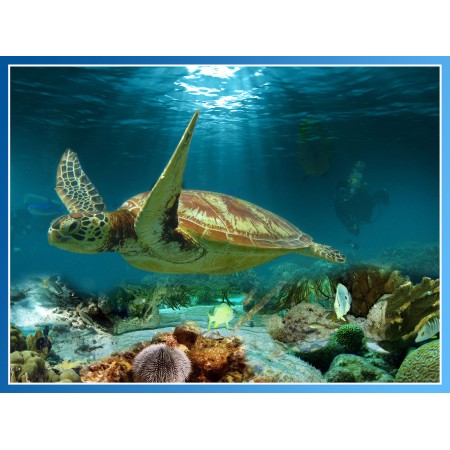 Turtle, fish, corals 24"x32" Photographic Print Poster Underwater World Sea Art Print photo