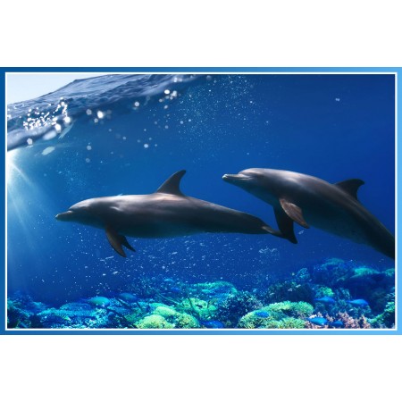 Two Bottlenose Dolphins Photographic Print Poster Underwater World Art Print photo