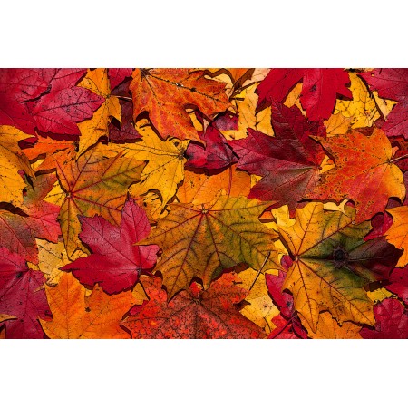 Leaves, Photographic Print Art Print Poster Autumn Scenery Pictures