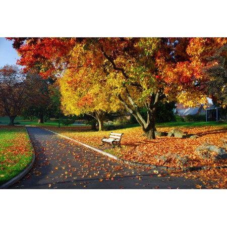 Tasmania, Australia Photographic Print Art Print Poster Autumn Scenery Pictures Autumn city park launceston