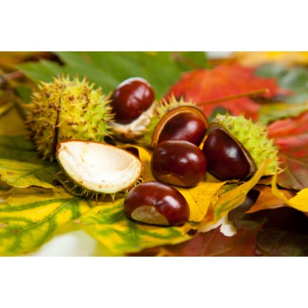 Chestnuts Photographic Print Poster Autumn Scenery Pictures chestnuts conkers