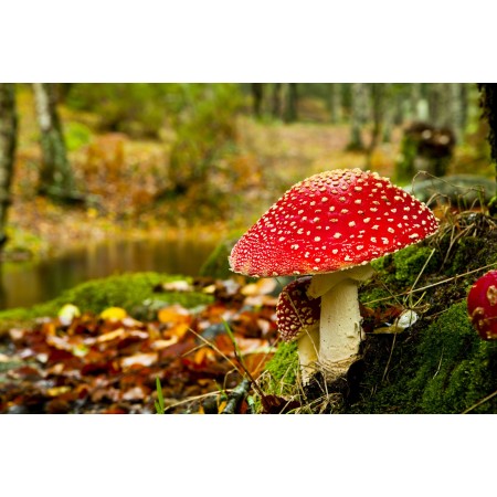 Mushroom Photographic Print Art Print Poster Autumn Scenery Pictures