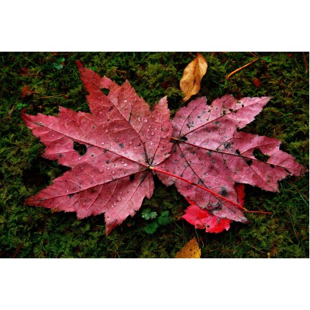 Maple Leaves Photographic Print Art Print Poster Autumn Scenery Pictures Red autumn maple leaves water drops moss