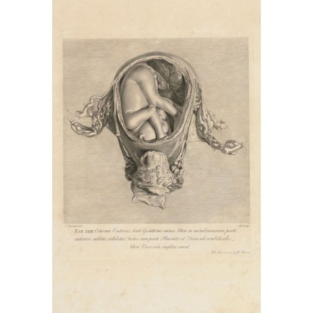 The anatomy of gravid uterus Anatomy of Human Body Photographic Print Poster 