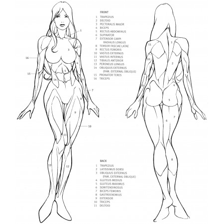 Woman body parts Photographic Print Poster 24"x28" Anatomy of Human Body