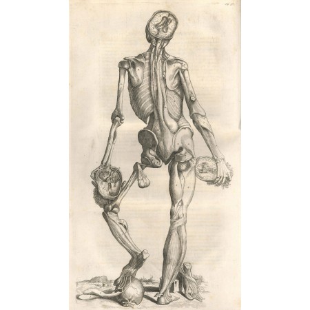 Vesalius Opera Photographic Print Poster 24"x43" Anatomy of Human Body  Pencil Drawing