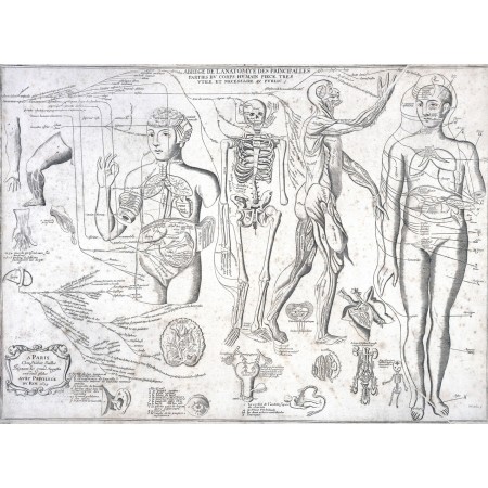 Human body Photographic Print Poster (24"x32") Anatomy of the principal parts 