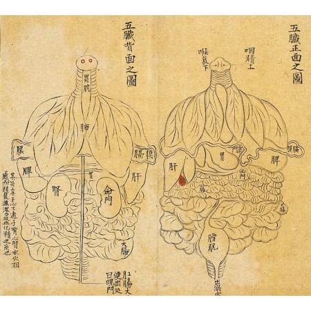 The five viscera, Photographic Print Poster Anatomical drawing front and back, Chinese