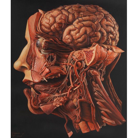 Dissected human head Photographic Print Poster (28"x24") Anatomy of Human Body 