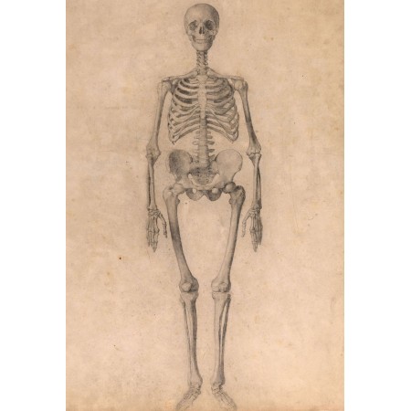 George Stubbs - Photographic Print Poster (24"x16") Anatomy of Human Body A Comparative Anatomical Exposition of the Structure of the Human Body Drawing