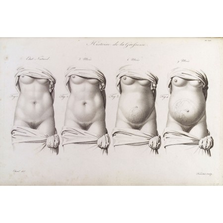 Stages in pregnancy Photographic Print Poster Anatomy of Human Body represented by the growth of the womb