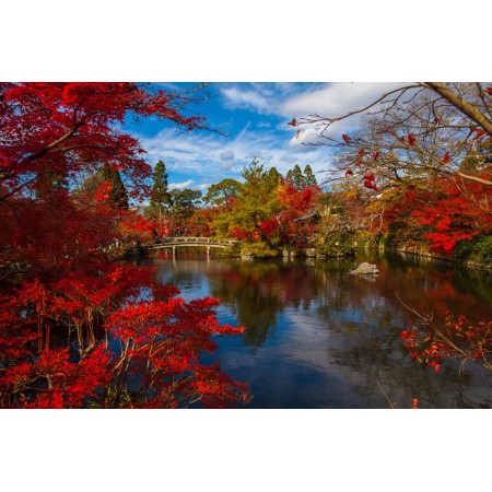 Autumn Scenery Pictures Photographic Print Poster landscape water nature plant leaf fall flower river pond foliage stream reflection