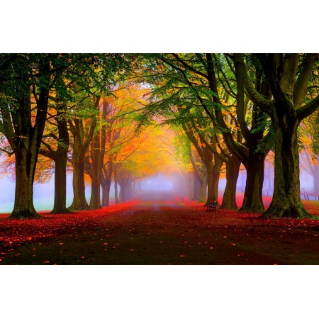 Park landscape Photographic Print Poster Autumn Scenery Pictures Autumn Trees