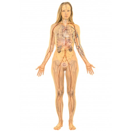 24x49in Poster Female Body, Organs. Human body diagrams