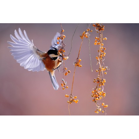 24x15 Photographic Print Poster Bird Wings Fluttering Nature Animal Berries 