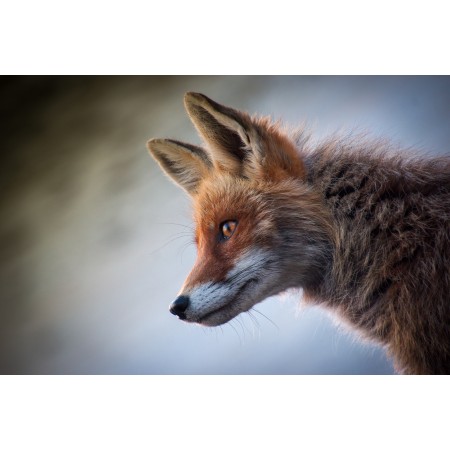 36x24 in Photographic Print Poster Fox Mammal Animal Nature Cute Animals Young Wild