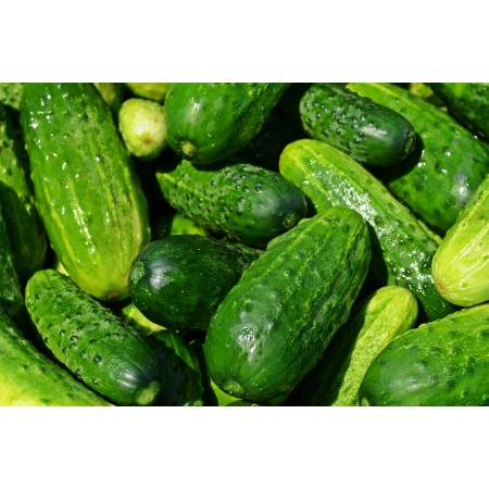 Cucumbers Vegetables Green Healthy Fresh Eating 36"x24" Photographic Print Poster 