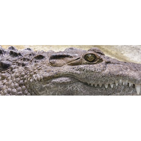 66"x24" Photographic Print Poster Animal Wildlife Zoo Predator Reptile Scale Fauna Crocodile